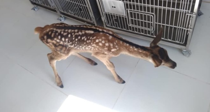 Köpeklerin saldırısına uğrayan ve annesini kaybeden yavru geyik kurtarıldı