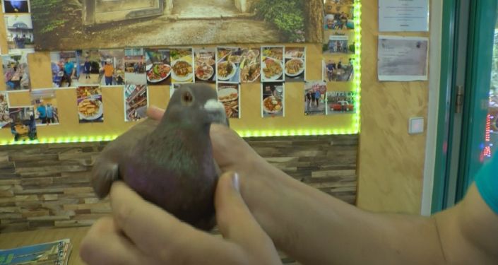 Almanya’dan Polonya’ya giden ‘posta güvercini’ dönerken Türk dönercisinde mola verdi