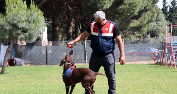 Dedektör köpek Volta’nın ’emekliliği’ jandarma personelini üzdü