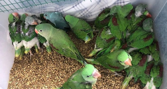 İstanbul’da canlı hayvan kaçakçılığı operasyonu: 38 İskender papağanı ele geçirildi