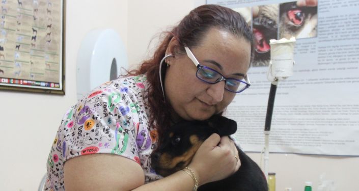 Kocaeli’de veterinere şaşırtan soru: Kedi, köpeğe taktığınız çipi kızıma da takabilir misiniz?