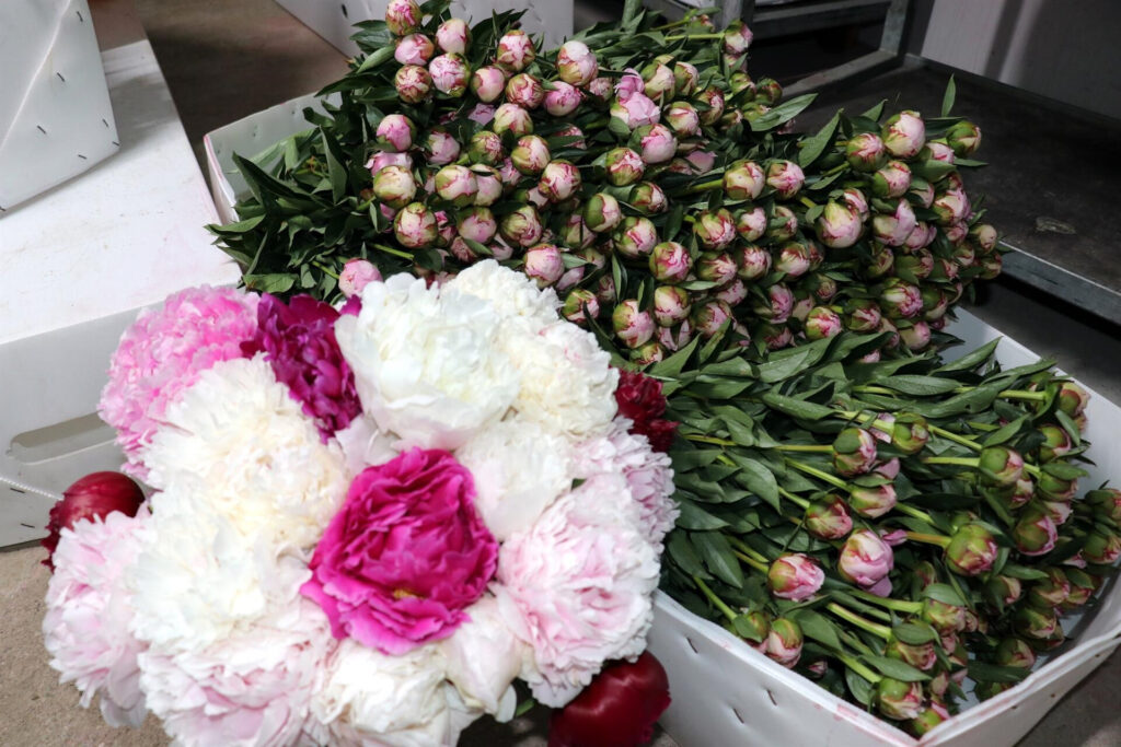 Özel günler için alınıyor!  Yalova’dan yurdun dört bir yanına gönderiliyor