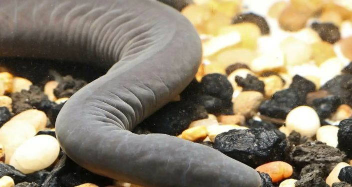 ABD’de bulunan sürüngenin tipini DNA sonuçları ortaya çıkardı: ‘Penis yılanı’